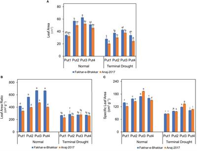 Foliar application of putrescine alleviates terminal drought stress by modulating water status, membrane stability, and yield- related traits in wheat (Triticum aestivum L.)